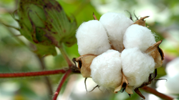 Cotton